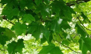 描写梧桐树的句子 描写梧桐树的句子集锦