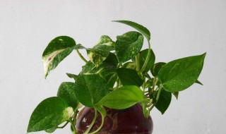 绿萝花的功效与吃法 它需要怎么吃才好