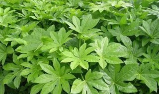 八角金盘的养殖方法和注意事项 八角金盘如何养殖