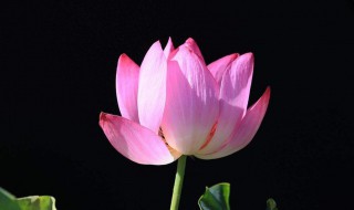 莲花种植方法 莲花种植方法详解