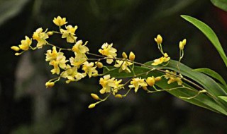 文心兰分盆的方法 如何分盆呢