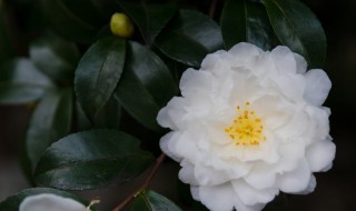 茶花室内养殖方法 温度应该控制在什么范围