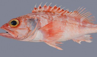 怎么杀鱼 杀鱼方法