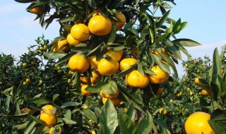 柑橘施肥方法 柑橘树怎么施肥