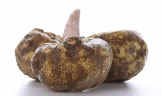 魔芋种植方法 魔芋如何种植