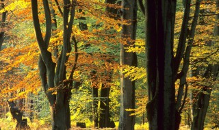 大榉树种植方法 榉树应该这样种