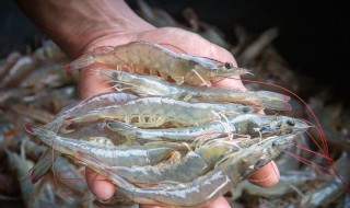 对虾保鲜的方法 五大有效对虾保鲜方式分享