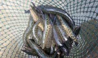 黑鱼养殖投喂方法 掌握这些要点才能养殖好黑鱼