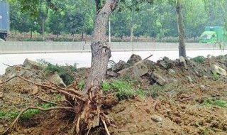 挖树最快的方法 最快的挖树方法