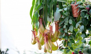 养殖猪笼草的方法 这些方面都决定猪笼草是否养殖顺利