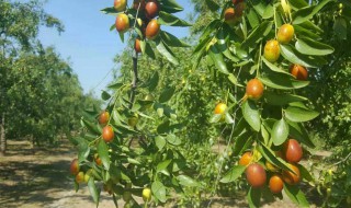 鲜枣子储存方法 鲜枣子储存方法介绍