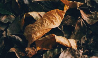 所以会忙忙碌碌将爱麻木是什么歌 执迷不悟歌曲介绍