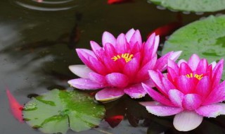 睡莲插花的保鲜方法 如何保鲜睡莲插花