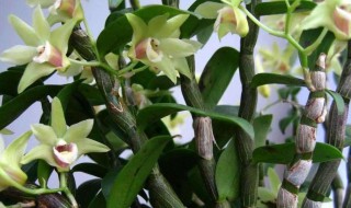 石斛苗盆栽种植方法 石斛苗怎么种植