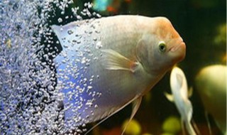 财神鱼的饲养方法 财神鱼如何饲养