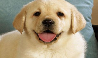 狗狗的暖心语录 狗狗的暖心语录推荐