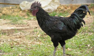 鸡很老怎么做 老鸡怎样做好吃