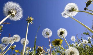 这四类人千万别吃蒲公英 千万别吃蒲公英的人有什么