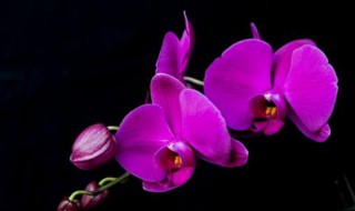 给蝴蝶兰增湿的方法 蝴蝶兰如何养殖