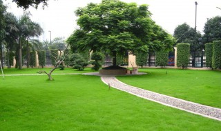 草坪植物的选择方法 一定要依照以下依据去选择植物