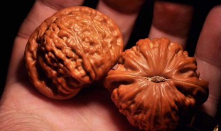 文玩核桃修复方法 文玩核桃怎么修复