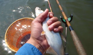 钓红尾的最佳方法 3种方法都可靠