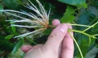 生长素处理生根的方法 处理生根的方法