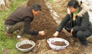 家养蚯蚓最好方法 家养蚯蚓最好方法是什么