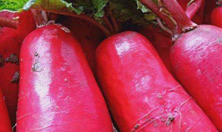 红皮萝卜如何做 做萝卜的方法