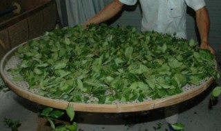 铁观音茶叶摇青方法 铁观音茶叶摇青方法有哪些