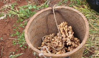 挖姜最佳时间和方法 立秋开始挖姜