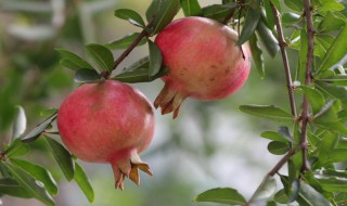 挑选石榴技巧 挑选石榴技巧简述