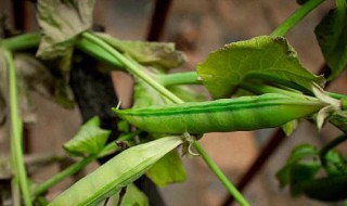 种植豌豆最好的方法 什么时间种植最合适