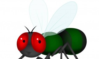 捉苍蝇最有效方法 简易捕捉苍蝇的方法