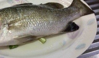 盲曹养殖技巧 如何养殖盲曹