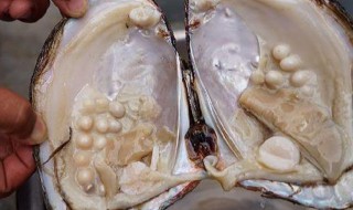 新挖出来的珍珠怎么洗 需要洗多久呢