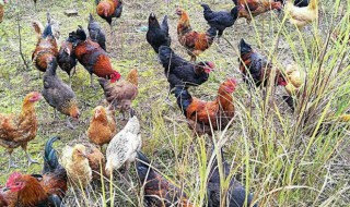 养鸡方法是什么 正确养鸡的方法