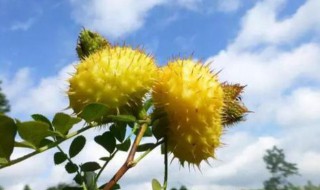 刺梨修剪方法 刺梨如何修剪