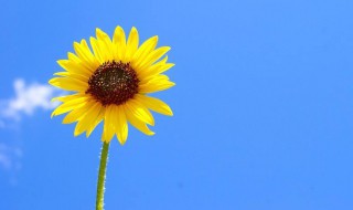 2021激励人心的句子 2021激励人心的句子有哪些