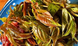 新鲜的香椿怎么做好吃 新鲜的香椿的做法