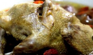 鸽子怎么蒸好吃又营养 蒸鸽子的方法