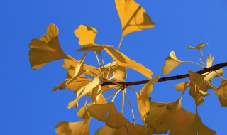 友情祝福语简短 友情祝福语简短有哪些