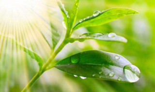 简短的早安问候语 简短的早安问候语集锦