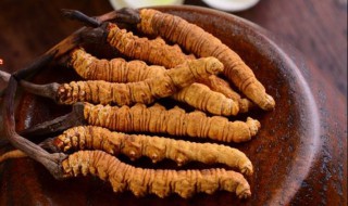 冬虫夏草最佳食用方法 怎么吃最好