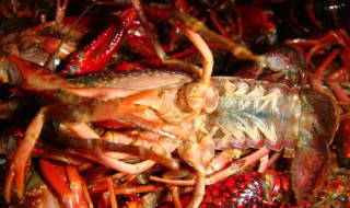 龙虾用什么洗的干净 怎么煮最简单呢