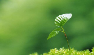 有关珍爱生命的句子 有关珍爱生命的句子集锦