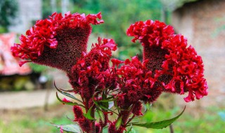 鸡冠花的功效与作用及食用方法 鸡冠花怎么用