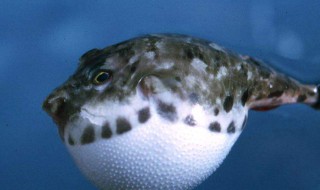 河豚为什么有毒 河豚的毒素强吗