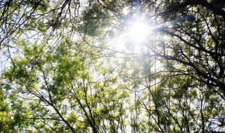 怎样调皮的说早上好 调皮的说早上好的推荐