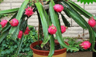 火龙果盆栽种植方法 火龙果盆栽种植方法介绍